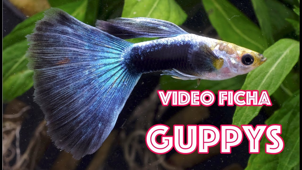 Como mantener peces GUPPY en nuestros acuarios - video ficha