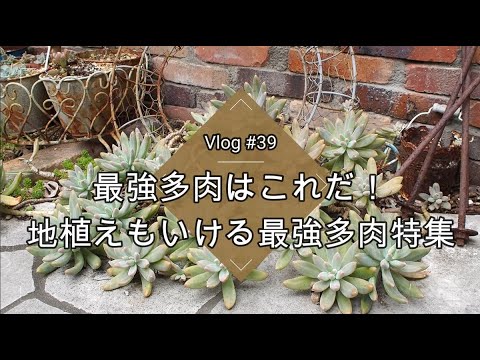 2022年トップ5のトレンディな屋外開花多肉植物