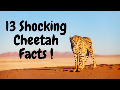 13 Shocking Cheetah Facts You Didn't Know!
