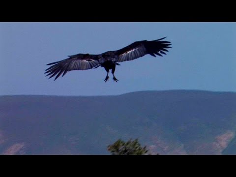 California Condor