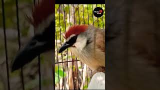 Download lagu Suara Burung Kaso - kaso Nembak Gacor mp3