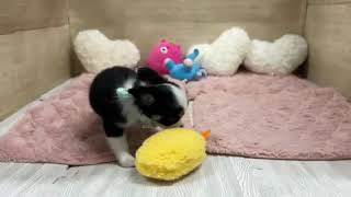 チワワ（ロング）の動画01
