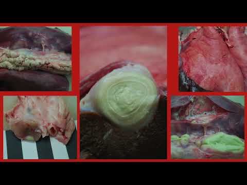 Pseudotuberkulose bei Schafen und Ziegen