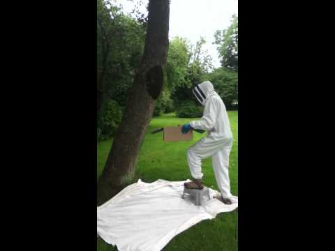 Bee extraction - (Naef Household)