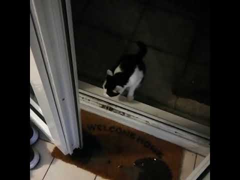 Cat Waiting at the Front Door Hurries Away Upon Opening - 1080587
