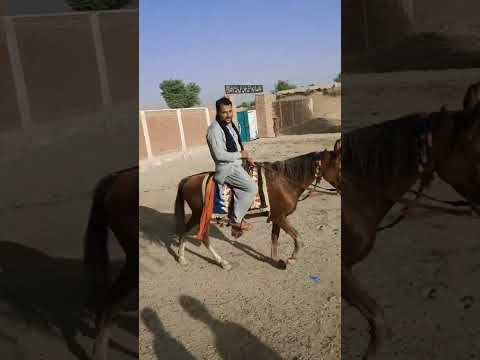 #animals #horse 🐎 riding #horseriding