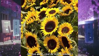 tournesol Music Video