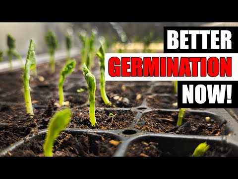 How To Grow Rosemary From Cuttings Two Ways BOTH Easy