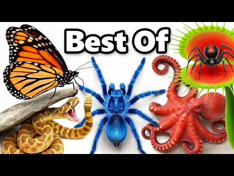 My Best Animal Videos of 2025!