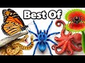 My Best Animal Videos of 2025! DEFAULT Thumbnail