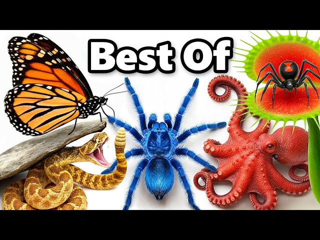My Best Animal Videos of 2025! SDDEFAULT Thumbnail