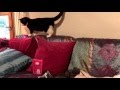 Tuxedo Cat Vs Laser Pointer Cuteness Overload