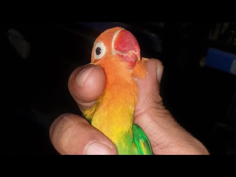 open your eating the love bird