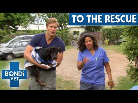 3 Hours of Bondi Vet’s Toughest Animal Rescues | Bondi Vet