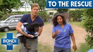 3 Hours of Bondi Vet’s Toughest Animal Rescues | Bondi Vet