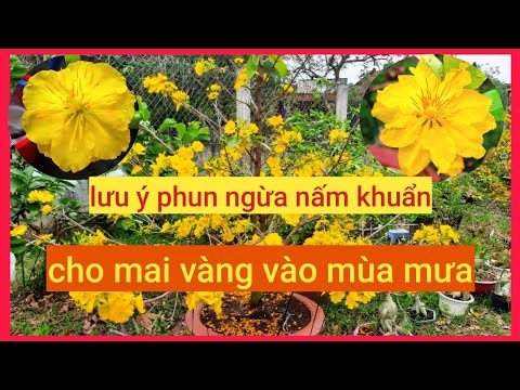 ngày 21/05 âl nên phun ngừa nấm khuẩn cho mai vàng vào mùa mưa