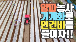형씨네 양파 기계화 이야기 feat. 트랙터 부착형 불스 휴립피복기 줄기절단기 수확기