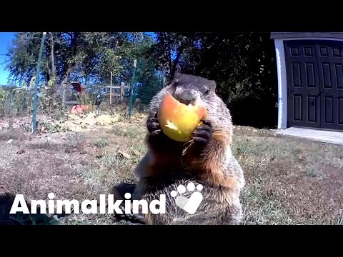 Watch Chunk the hungry groundhog's cheeky garden raids | Animalkind #goodnews