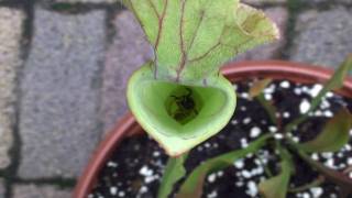 Sarracenia vs Wespe wasp
