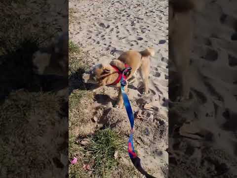 Shiba inu Koda w piaskownicy