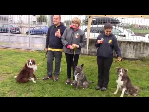 AGILITY GARA di ESORDIO di Eddy in junior 9 10 aprile 2016