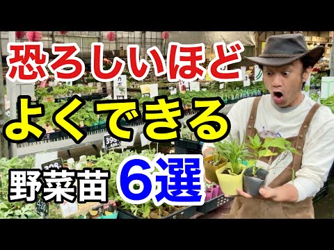 屋内で苗を植え始める時期