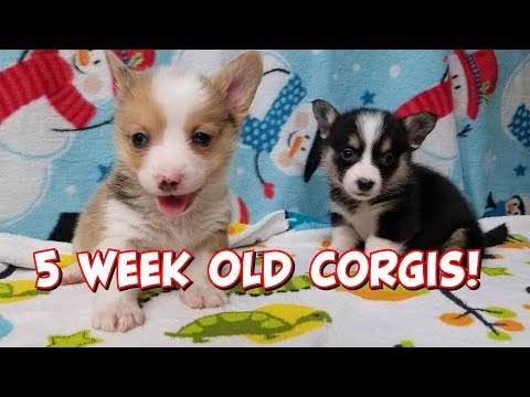 download lagu mp3 mp4 How Tell What Color A Corgi Is At Birth, download lagu How Tell What Color A Corgi Is At Birth gratis, unduh video klip How Tell What Color A Corgi Is At Birth