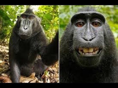Monkey Fails