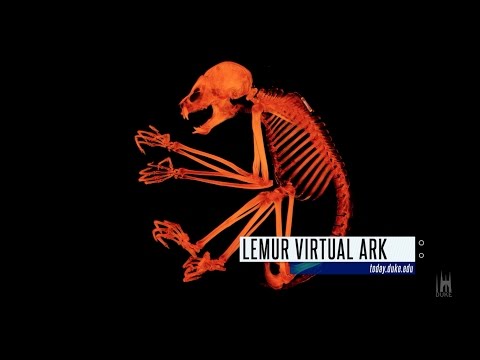 3-D X-ray Lemurs; Springtime at Duke: The Week at Duke in 60 Seconds