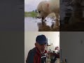 cute Puppy drinking water #dog  #puppy #dogs #cute #petrelaxation #pets #doglover #cutepet #animals