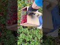 How To Pick Berries With A Manual Device Harvesting Lingonberry Cranberries