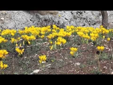 Zafferanetto nel Parco della Murgia Materana