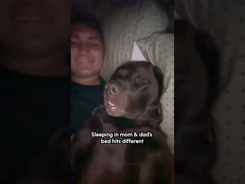 Elle ronfle comme si elle payait le loyer !