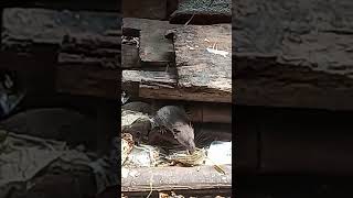 Download lagu Suara Curut nyanyi mp3