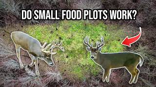 Small Food Plot Review: What Worked, What Didn’t, and What I’m Changing