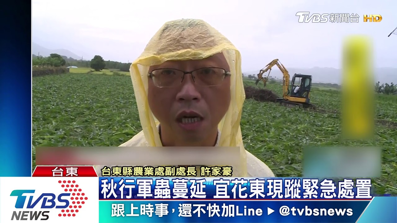 秋行軍蟲蔓延 宜花東現蹤緊急處置
