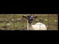 Taylor Swift - I Knew You Were Trouble (Taylor's Version) (Goat Version)