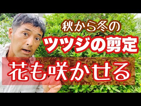 翡翠の木の剪定方法は？簡単なビデオチュートリアル + トップメンテナンスのヒント  庭園