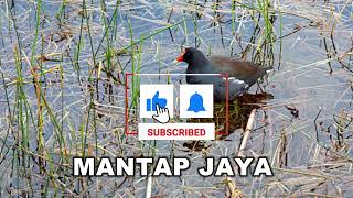 Download lagu SUARA PIKAT BURUNG MANDAR/PELAN/DER/ALISAN/SIBANG/MOORHENS BIRD/DUSKY/COMMON MOORHENS/GALLINULA mp3