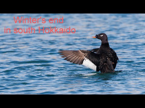 Birds at winter's end in south Hokkaido