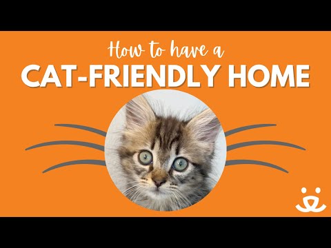 How to make your home #cat friendly