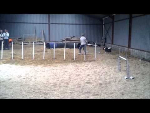 Noelene Pretorius Agility Workshop