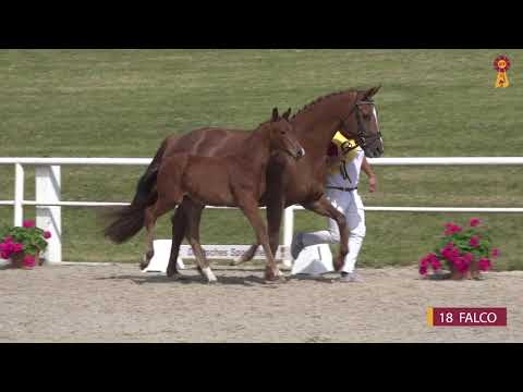18 FALCO - HF v. Fürst Wilhelm-Fürst Heinrich - Fohlenauktion Riedlingen 2020