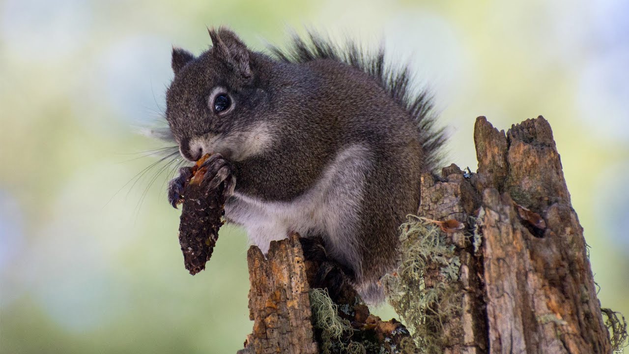 Mount Graham Red Squirrel