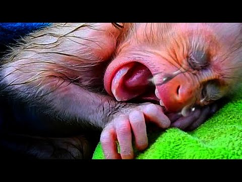 Love Monkey baby. #monkey #1million #monkeys #animals #babymonky #funnyvideo