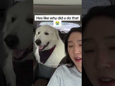 #fuunydogsandcats#funnyvicdeos#funny pets