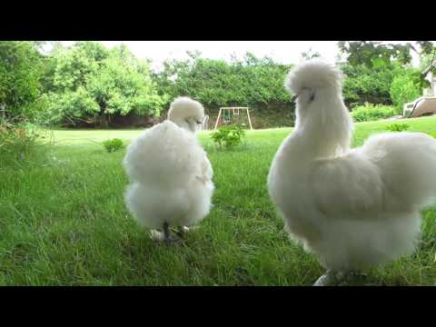 download lagu mp3 mp4 Poule Soie, download lagu Poule Soie gratis, unduh video klip Poule Soie