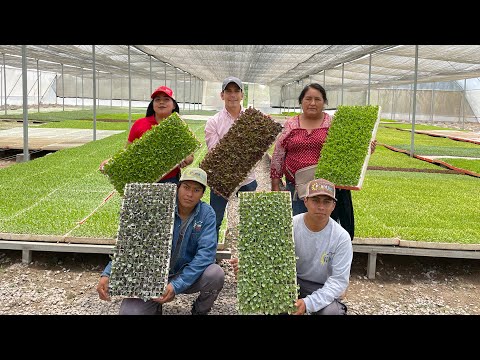 , title : 'Así se inicia para el cultivo | Plántulas de invernaderos | Lechugas, espinacas, brócolis, cebollas'