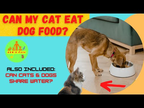 Can my Cat eat Dog food? | What happens when a Cat eat Dog food?