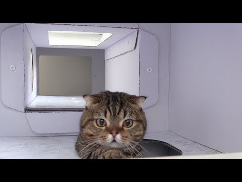 download lagu mp3 mp4 Lolo Cat, download lagu Lolo Cat gratis, unduh video klip Lolo Cat